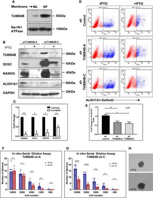 β-Tubulin Isotype, TUBB4B, Regulates The Maintenance of Cancer Stem Cells